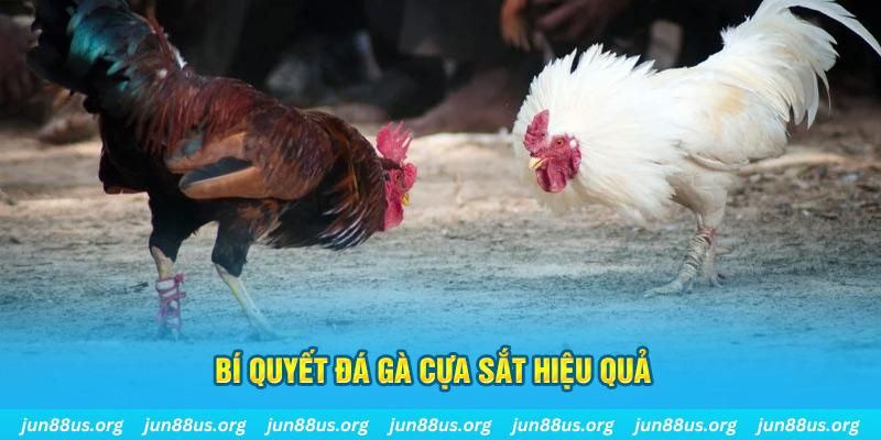 18win1 đá gà cựa dao