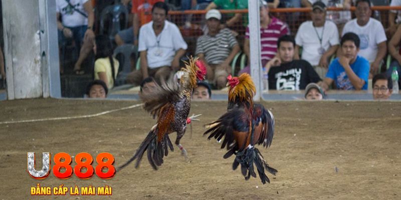 18win1 đăng nhập mậu binh online